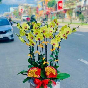 Lan hồ điệp - HĐ05