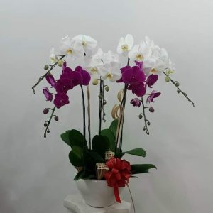 Lan hồ điệp - HĐ04