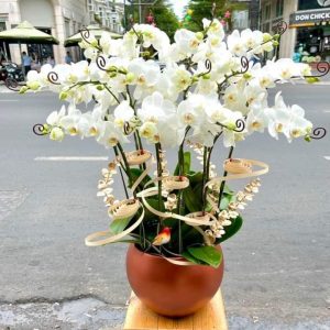 Lan hồ điệp - HĐ02