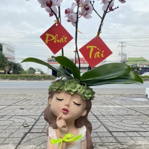Lan hồ điệp - HĐ01