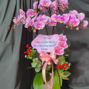 Lan Hồ Điệp - HĐ024