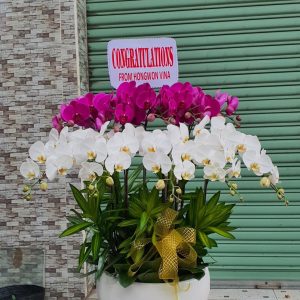 Lan Hồ Điệp - HĐ017