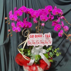 Lan Hồ Điệp - HĐ019