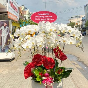 Lan Hồ Điệp - HĐ015