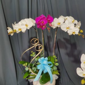 Lan Hồ Điệp - HĐ014