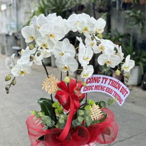 Lan Hồ Điệp - HĐ011