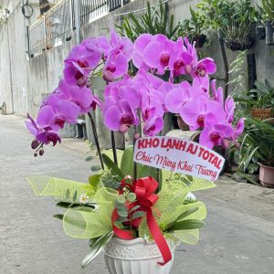 Lan Hồ Điệp - HĐ010