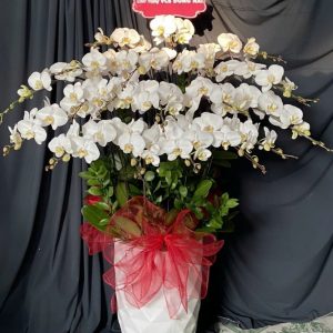 Lan Hồ Điệp - HĐ028