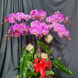 Lan Hồ Điệp - HĐ027