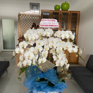 Lan Hồ Điệp - HĐ026